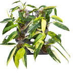 Philodendron domesticum 'Variegata'