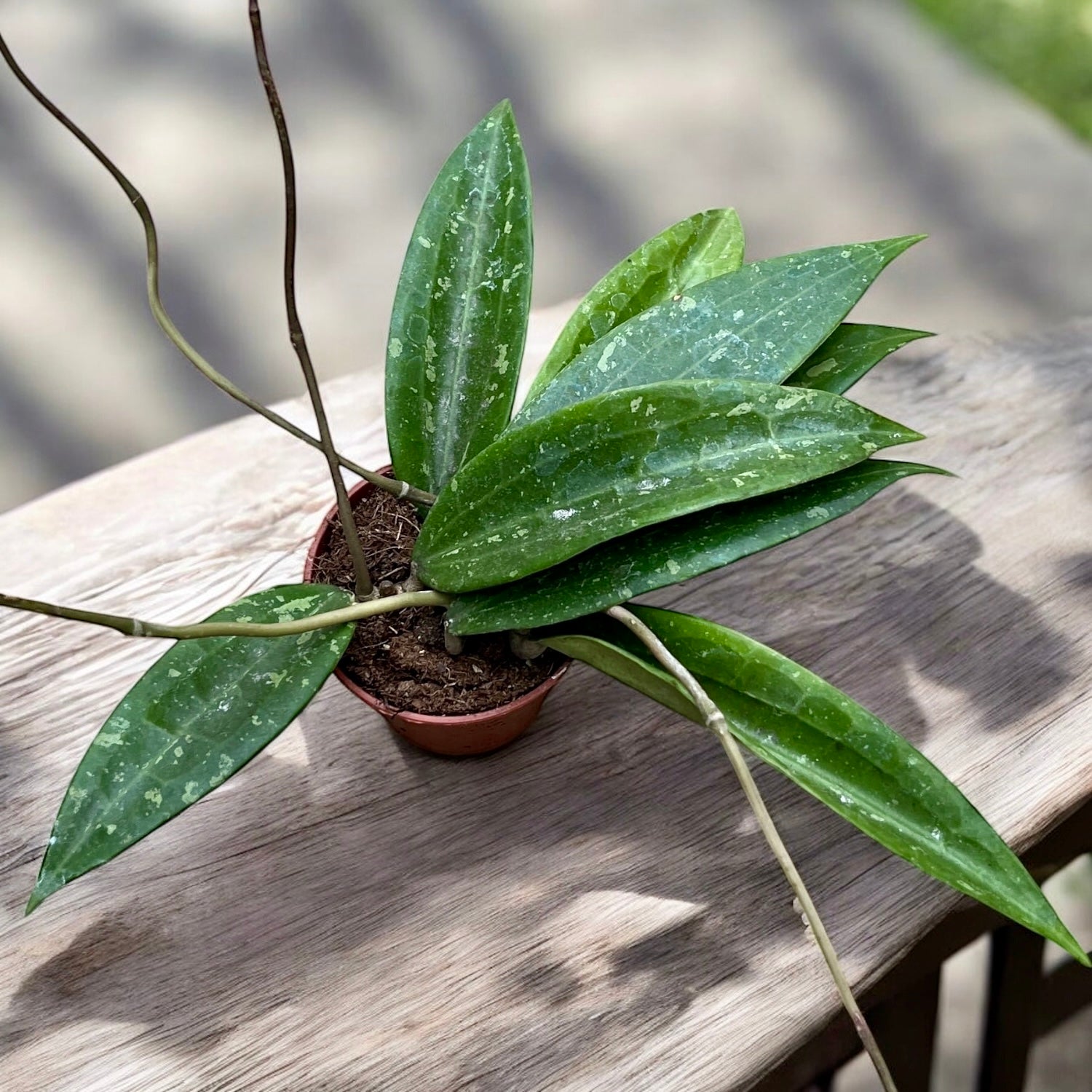 Hoya sp. Loei (SR 2007-13)