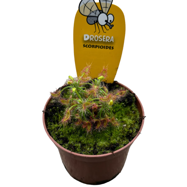 Drosera Scorpioides - Tau des Himmels