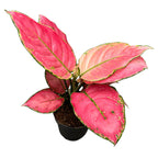Aglaonema 'Red Joy'