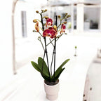 Phalaenopsis OX Bravo (Spears, Brainstorm)