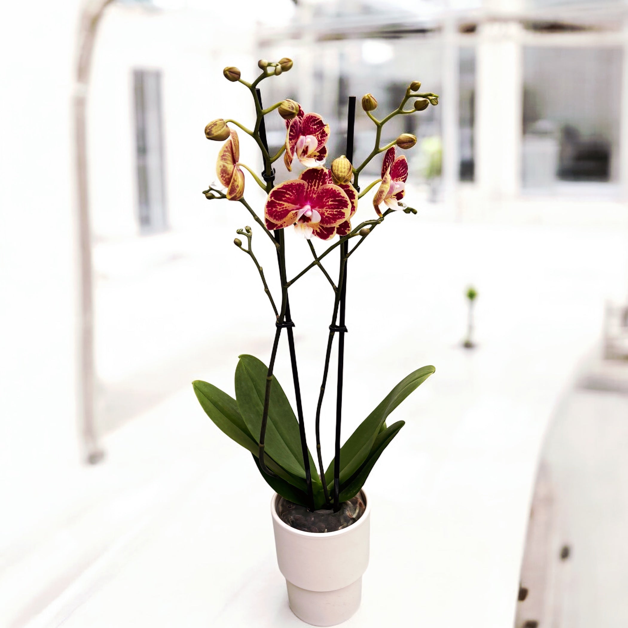 Phalaenopsis OX Bravo (Spears, Brainstorm)