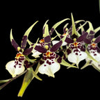 Oncidium (Cyrtocidium) Holm’s Wizard var. #11 - nagyon illatos!