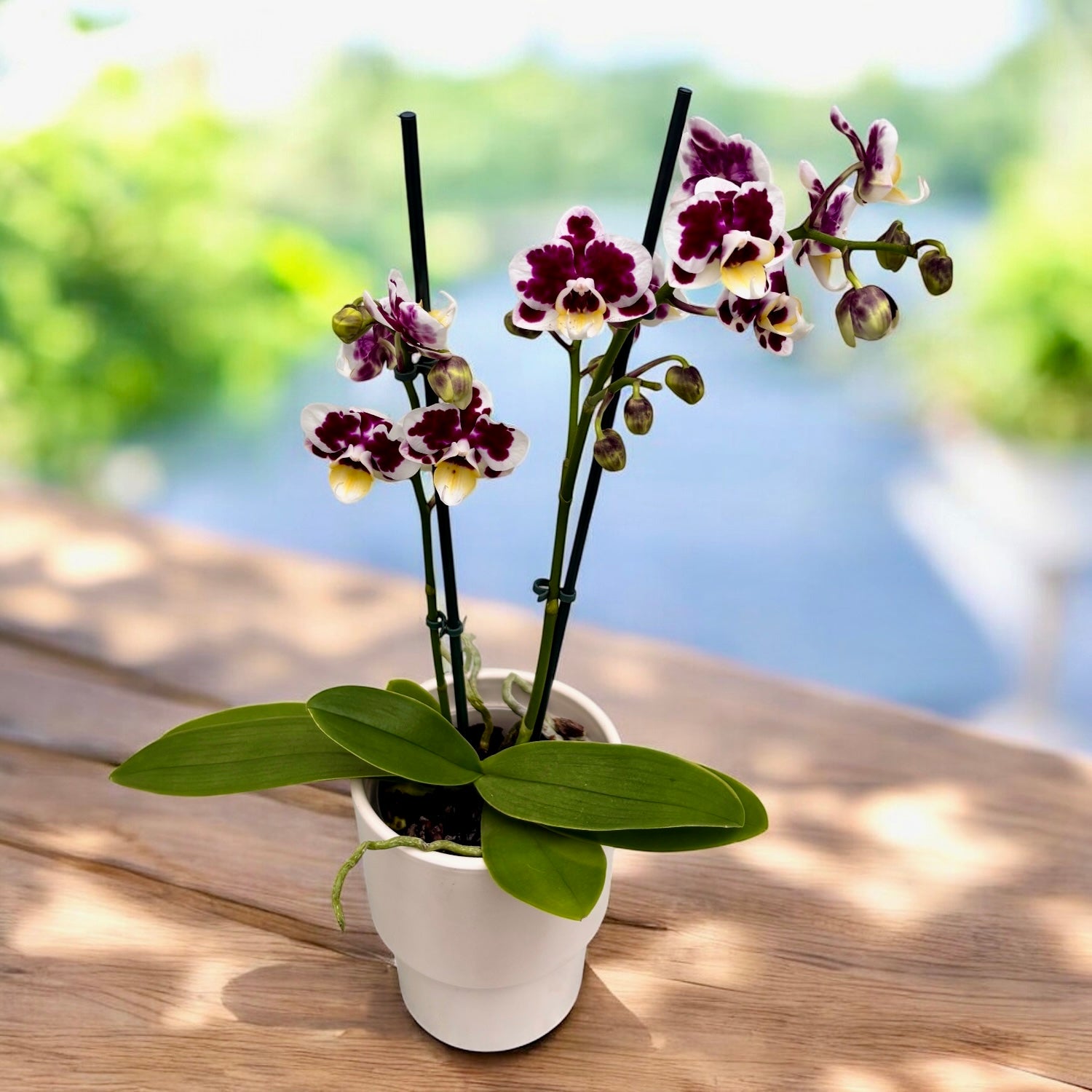 Phalaenopsis Vitrail