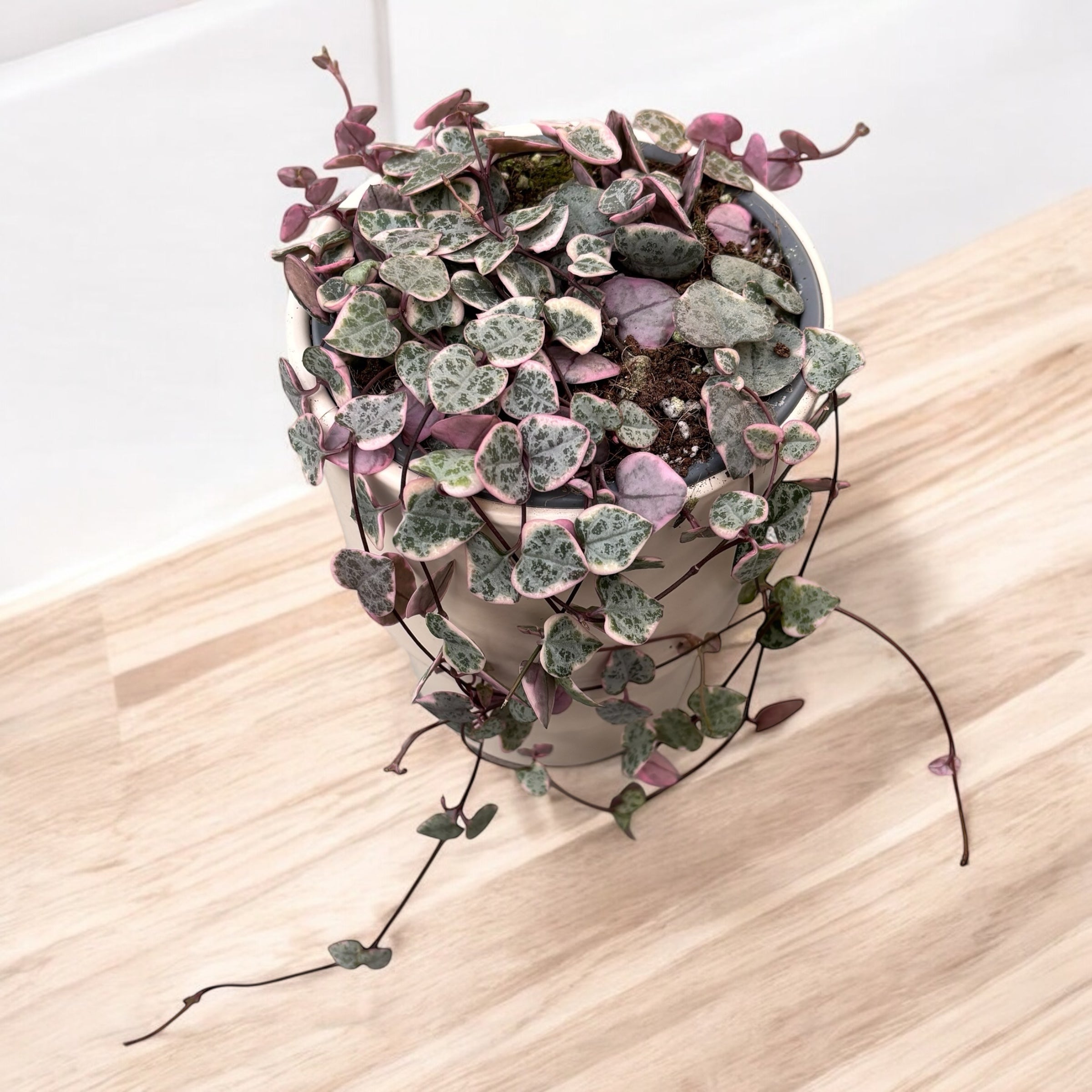 Ceropegia woodii 'Marlies' VARIEGATA -  String of hearts