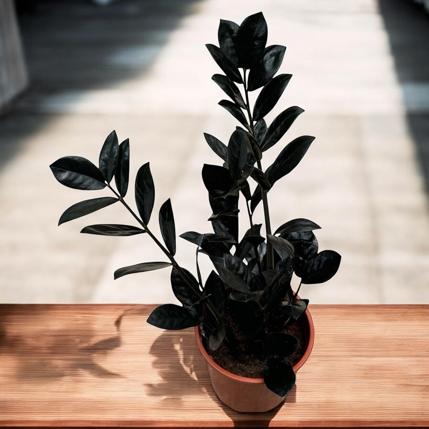 Zamioculcas zamiifolia 'Raven ZZ' ('Dowon') D14 - planta ZZ cu frunze negre lucioase