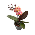 Phalaenopsis Melion - vonné a pelorické květy