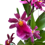 Aliceara Tahitian Dancer Pink Fairytale (parfumée)