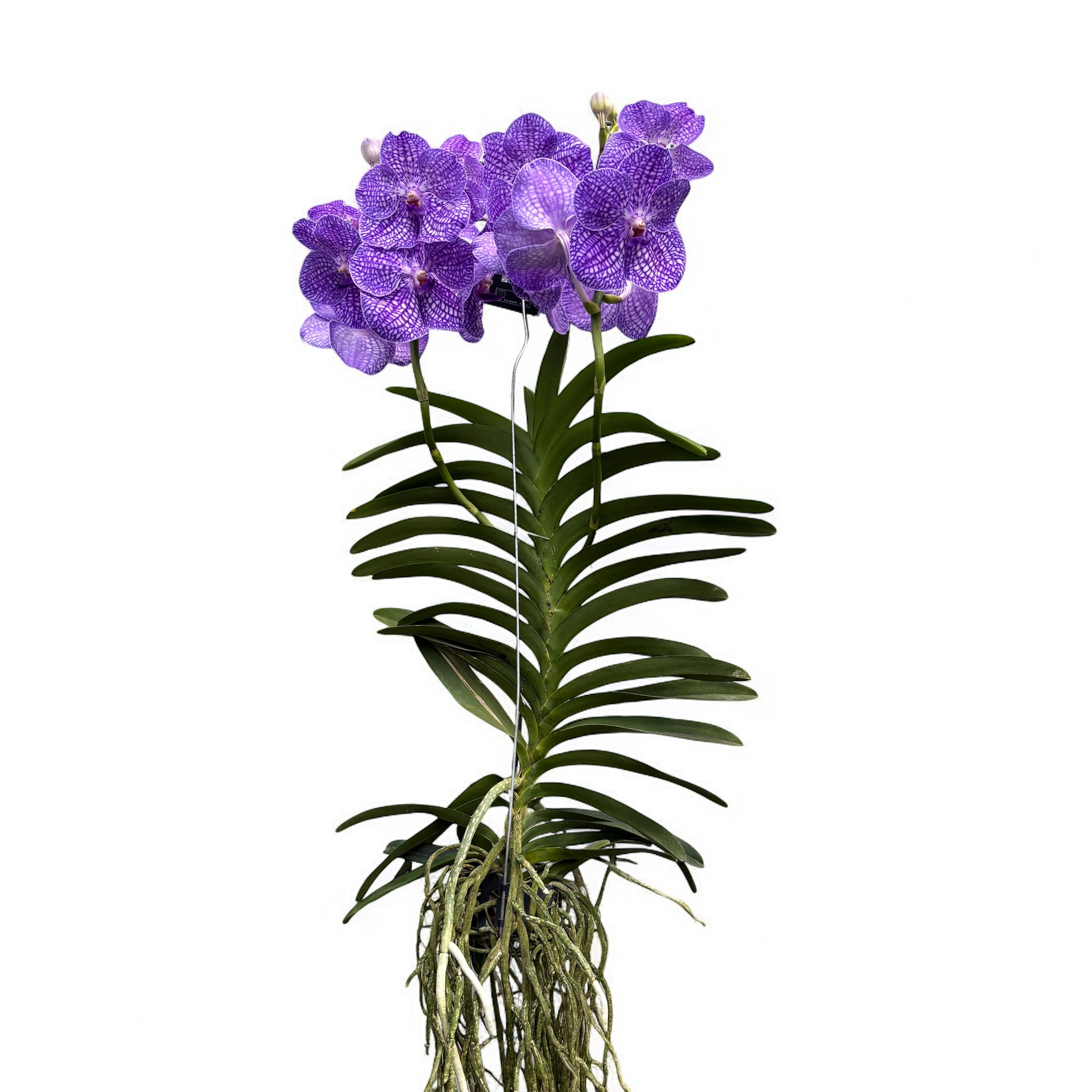 Vanda Kanchana Indigo (Ansu)