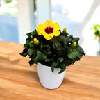 Hibiscus rosa-sinensis 'Rico Suave'