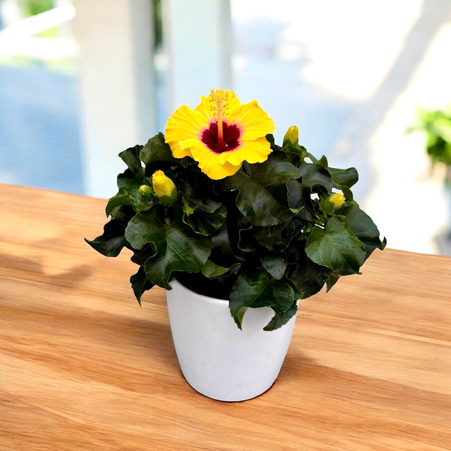 Hibiskus rosa-sinensis 'Rico Suave'