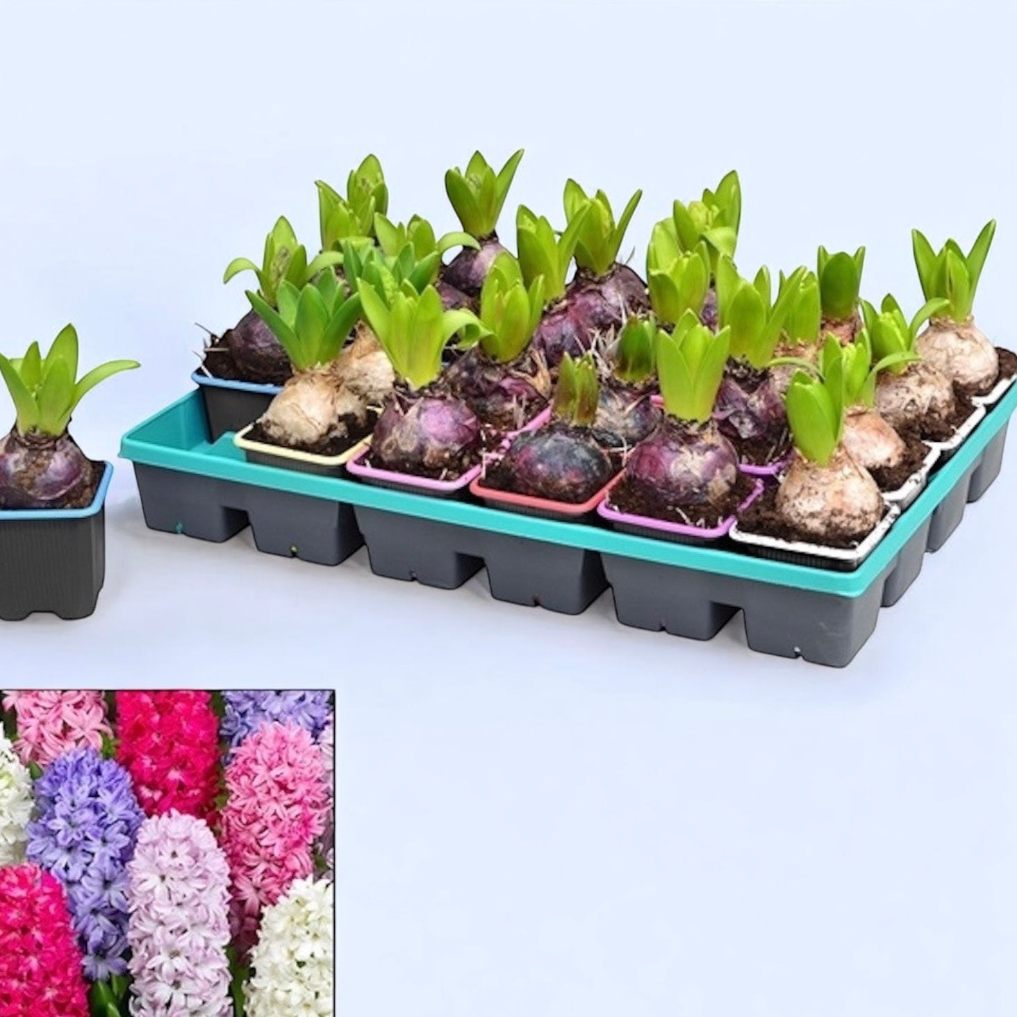 Hyacinth bulbs in pot, various colors