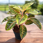 Aglaonema 'Avocado Red’ - exemplare XL