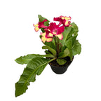 Streptocarpus 'Merlin'