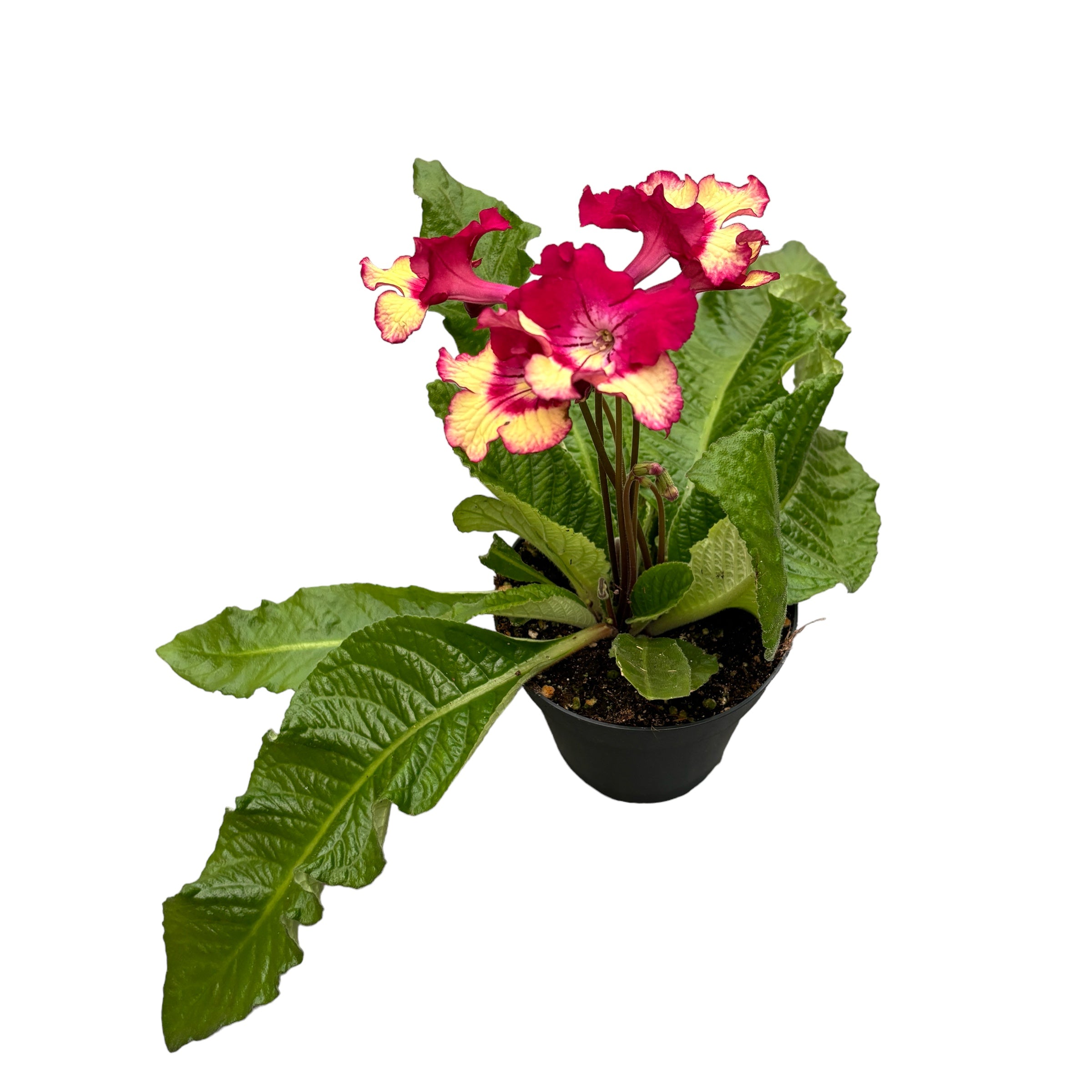 Streptocarpus ‘Merlin’