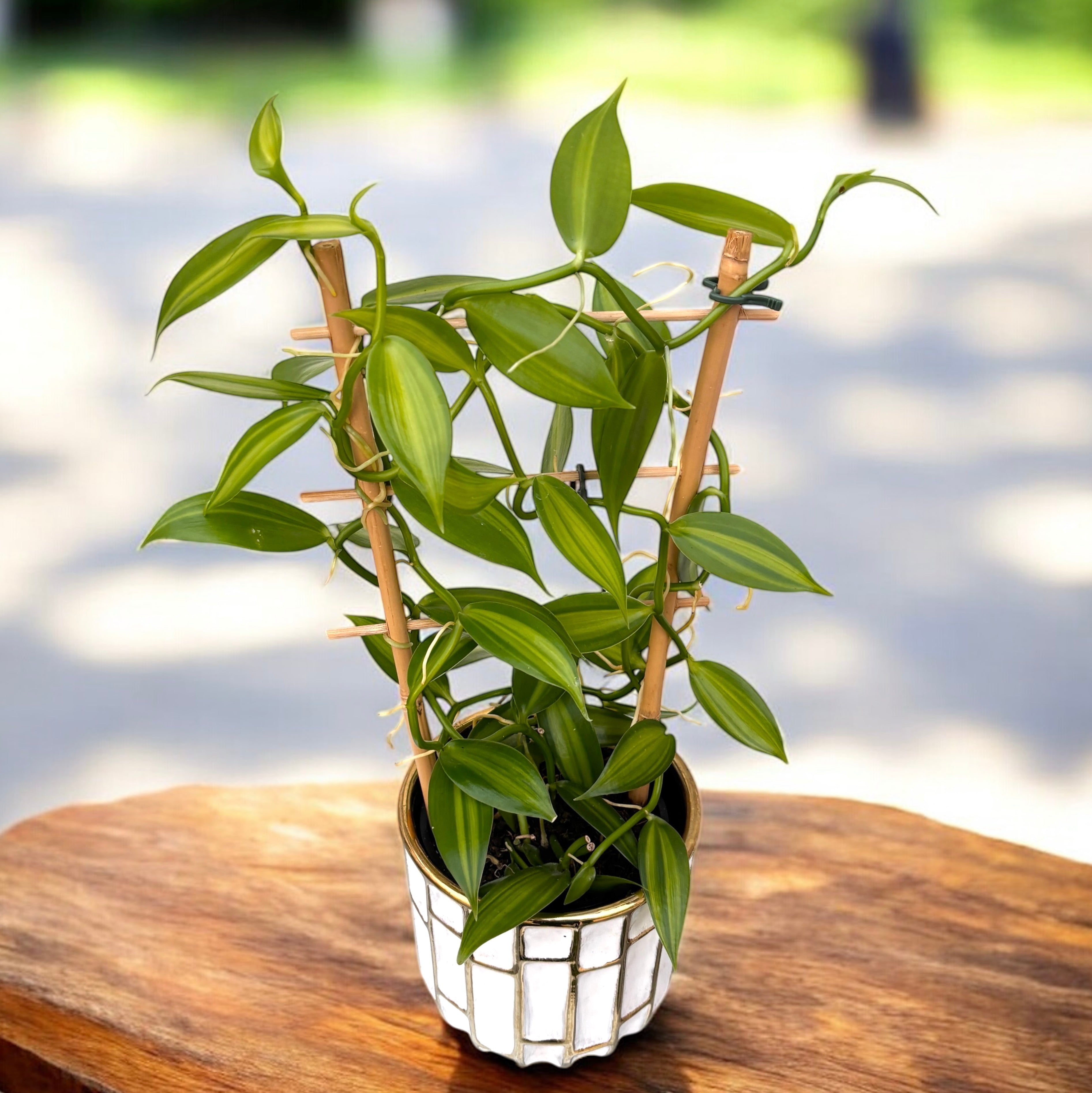 Vanilla planifolia 'Variegata' - Orhideea de vanilie - exemplare XL