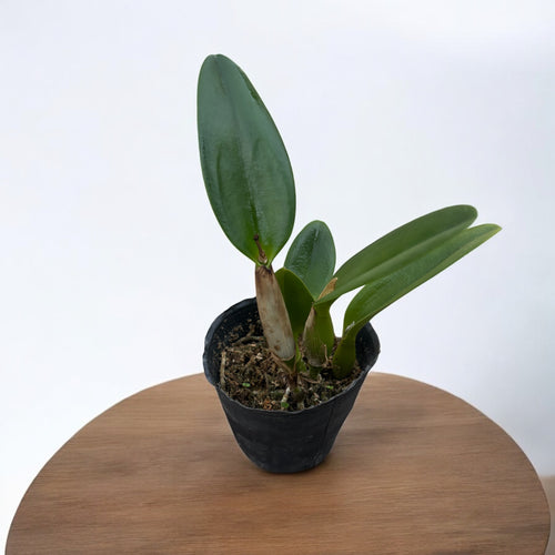 Rlc. Shinfong Orange 'Little Orange'