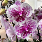 Phalaenopsis Body Language mit großer Lippe