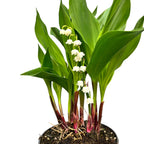 Lacramioare cu flori mari - Convallaria majalis 'Bordeaux' (Margaritar, Lily of the Valley)