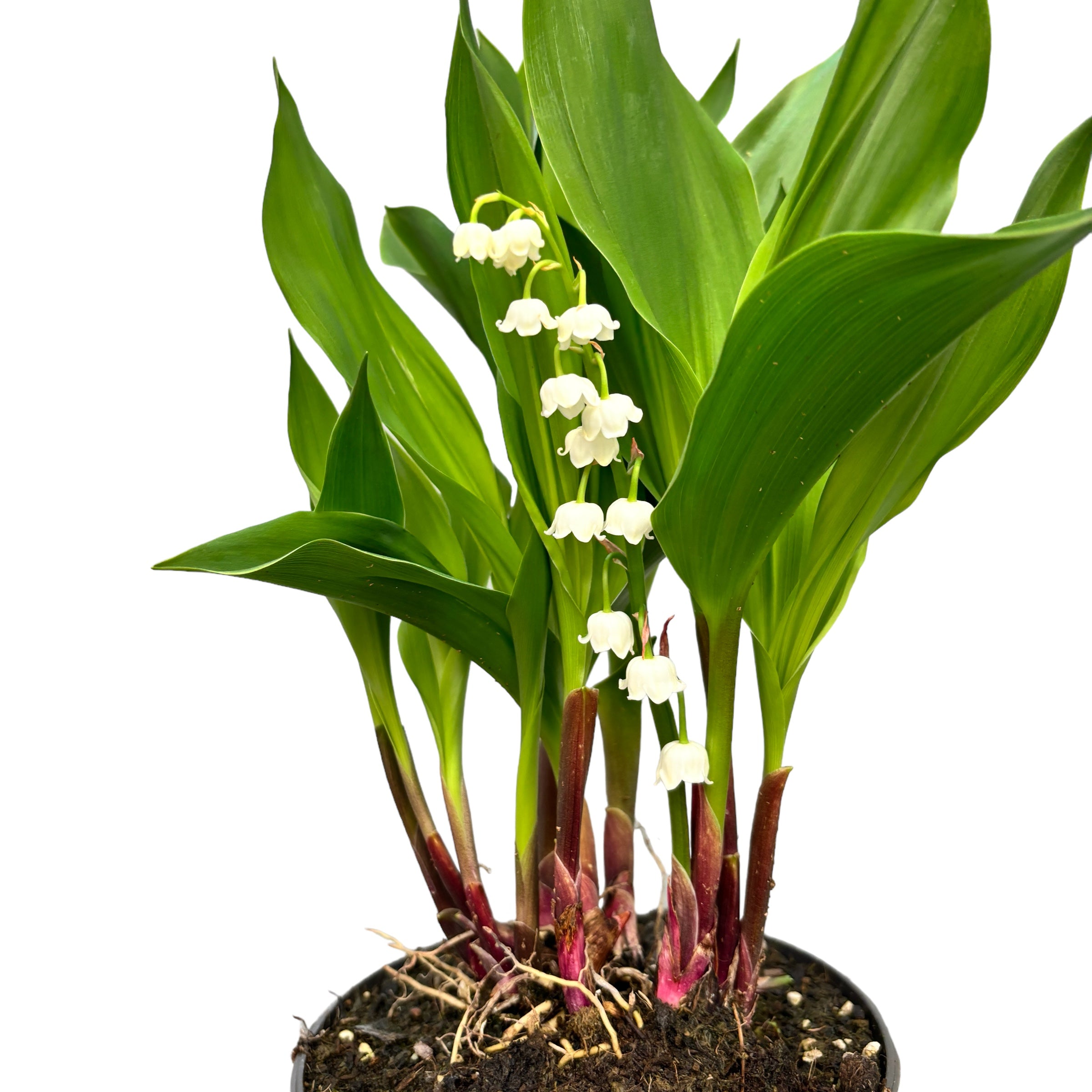 Lacramioare cu flori mari - Convallaria majalis 'Bordeaux' (Margaritar, Lily of the Valley)