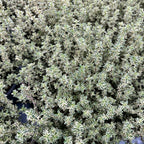 Cimbrisor lamaios argintiu - Thymus x citriodorus 'Silver Queen' (Thymus 'Lady D')