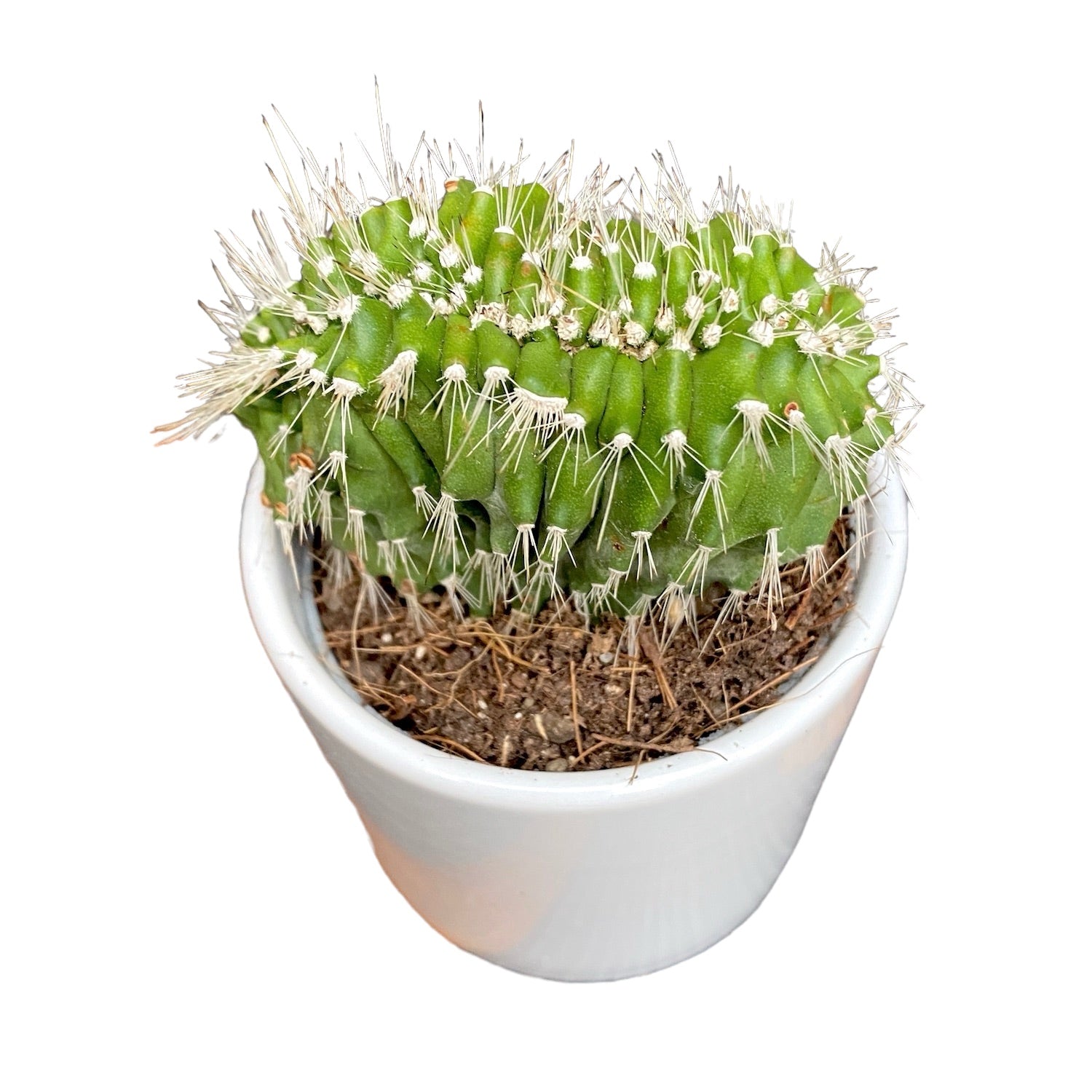 Neobuxbaumia polylopha f. cristata