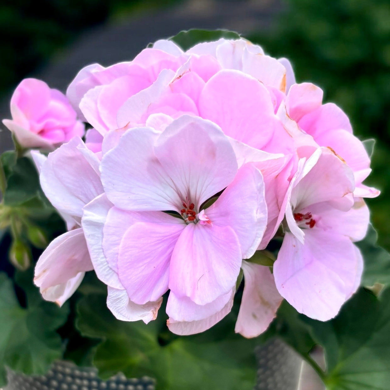 Pelargonium ‘Karen’ - muscata cu flori roz duble, eleganta si infloritoare