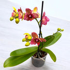 Phalaenopsis I-Hsin Yellow Leopard - peloric