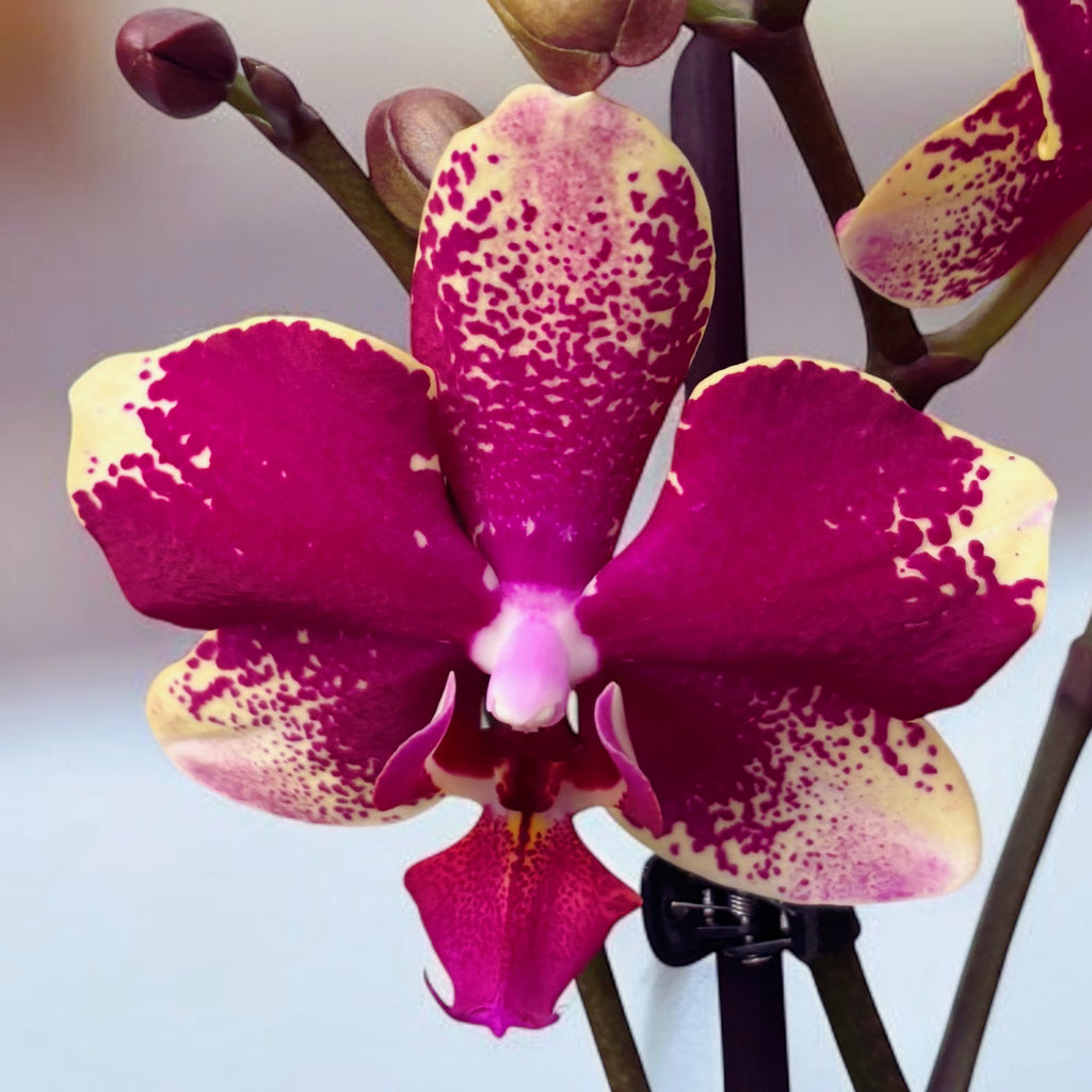 Phalaenopsis Anthura Rombley