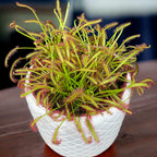 Drosera Capensis 'Red' (Roua cerului)