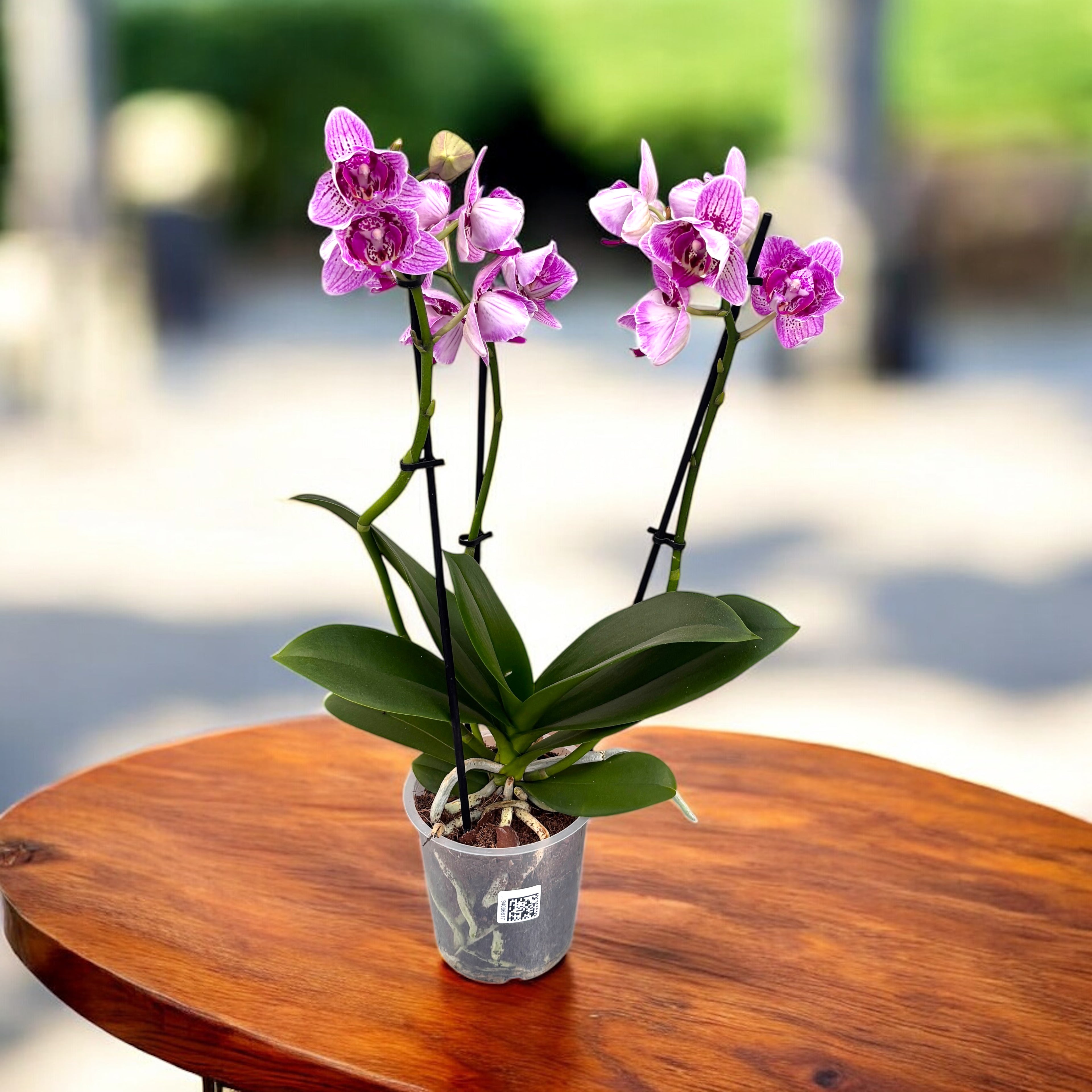 Phalaenopsis peloric