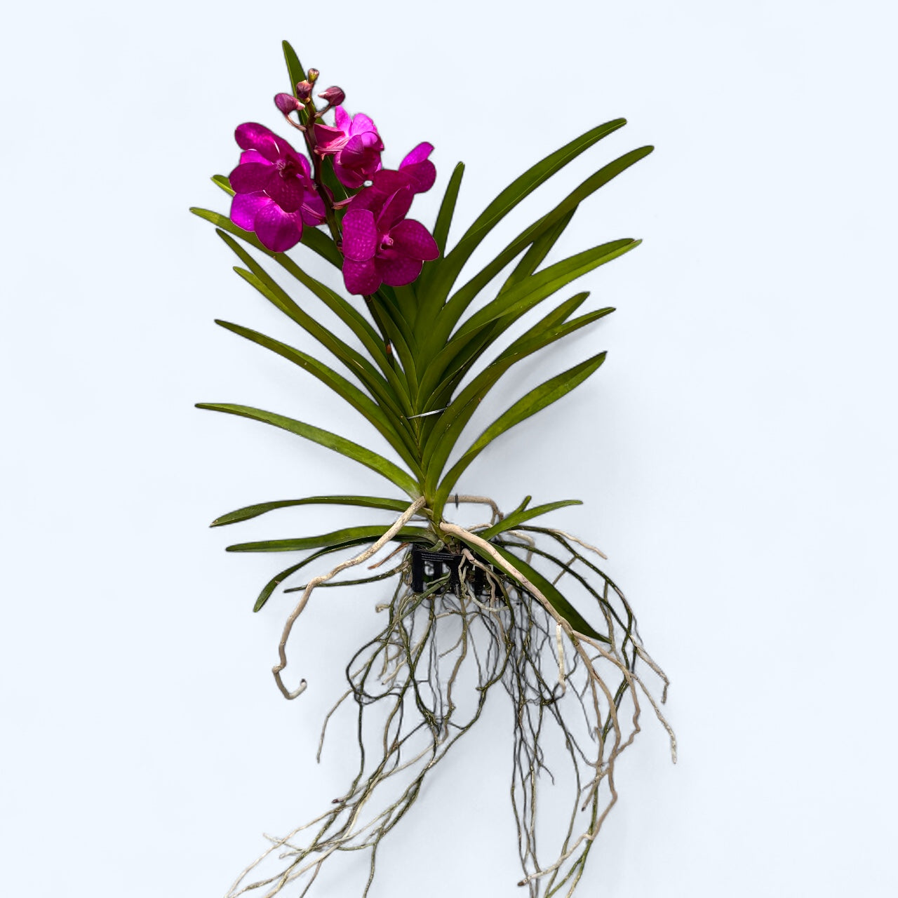 Vanda Tayanee Cerise (Ansu)