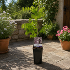 Glicina roz - Wisteria floribunda 'Rosea' (flori parfumate)