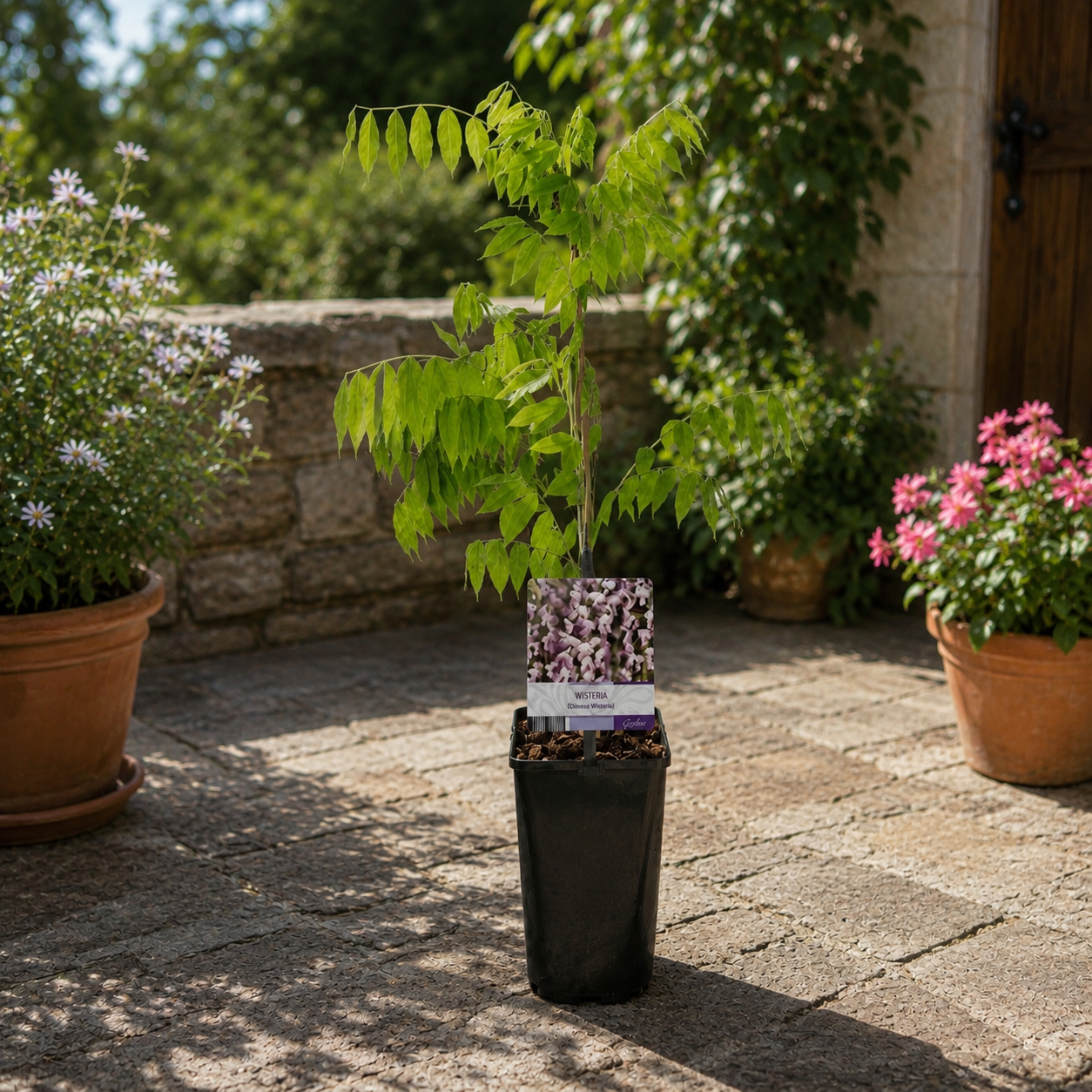 Glicina rosa - Wisteria floribunda 'Rosea' (flores perfumadas)