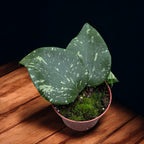 Hoya sp. Padang Sidempuan - frunze uriase