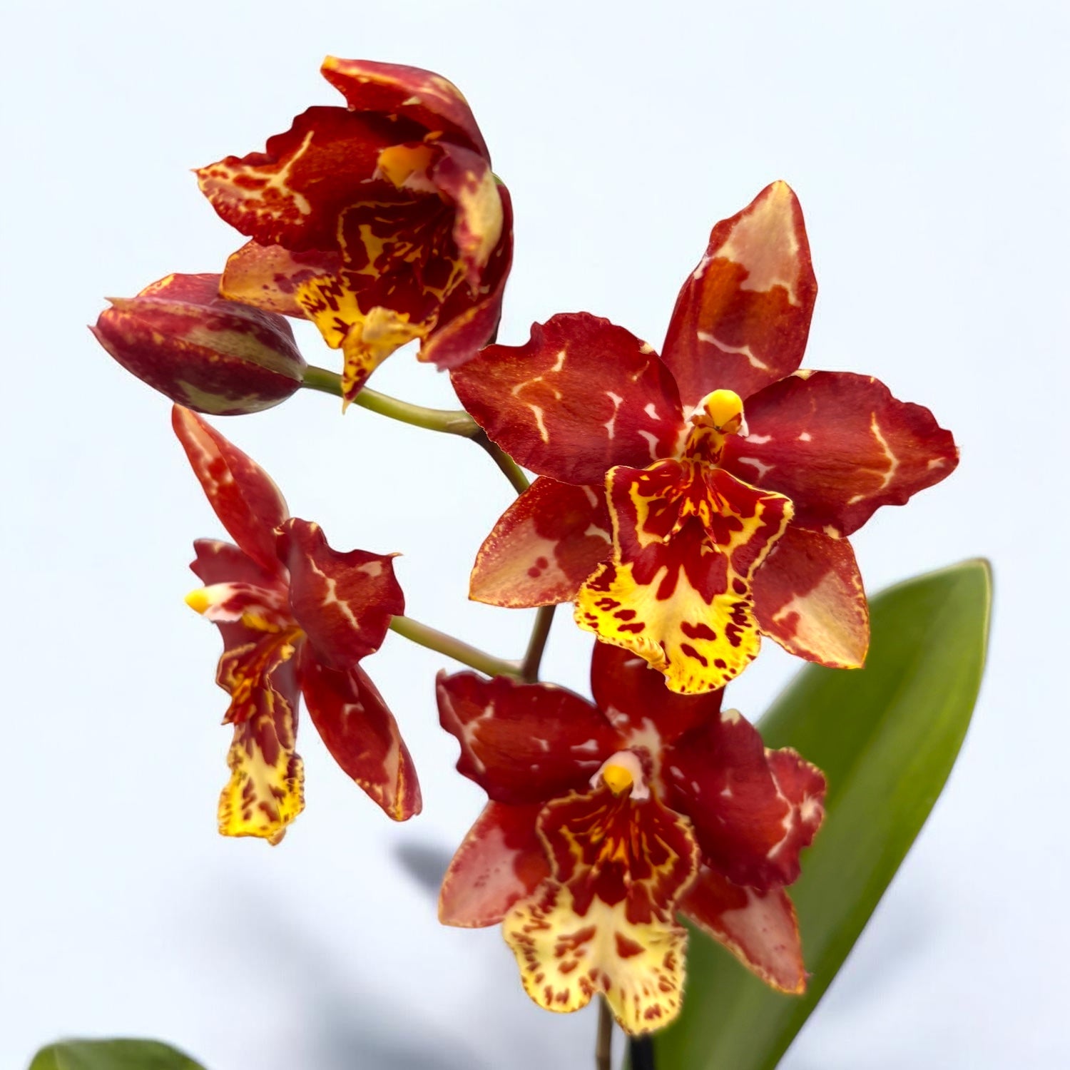 Oncostele Eye Candy 'Pinkie'