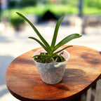 Perreiraara (Rhynchorides) Bangkok Sunset - illatos (Tajvan)