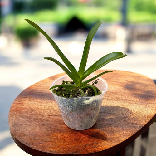 Perreiraara (Rhynchorides) Bangkok Sunset - parfumata (Taiwan)