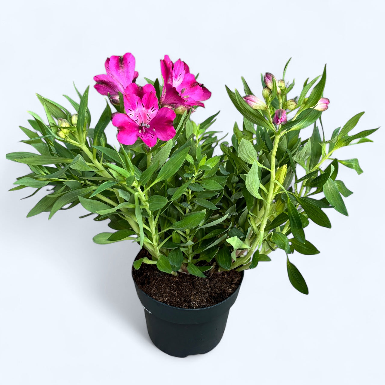 Alstroemeria Inticancha ‘Machu’ – crin peruvian roz
