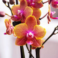 Phalaenopsis Sogo Lawrence - αρωματικό