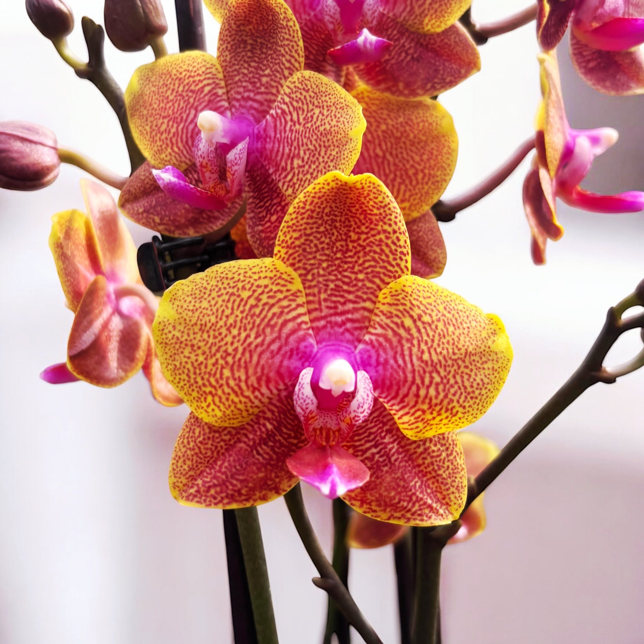 Phalaenopsis Sogo Lawrence - geurig