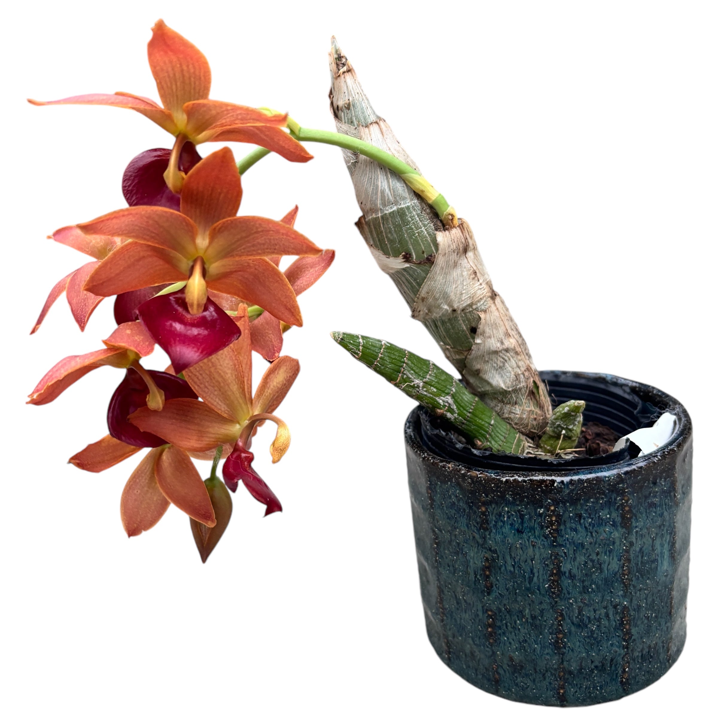 Cycnodes Taiwan Gold 'Orange' - profumata