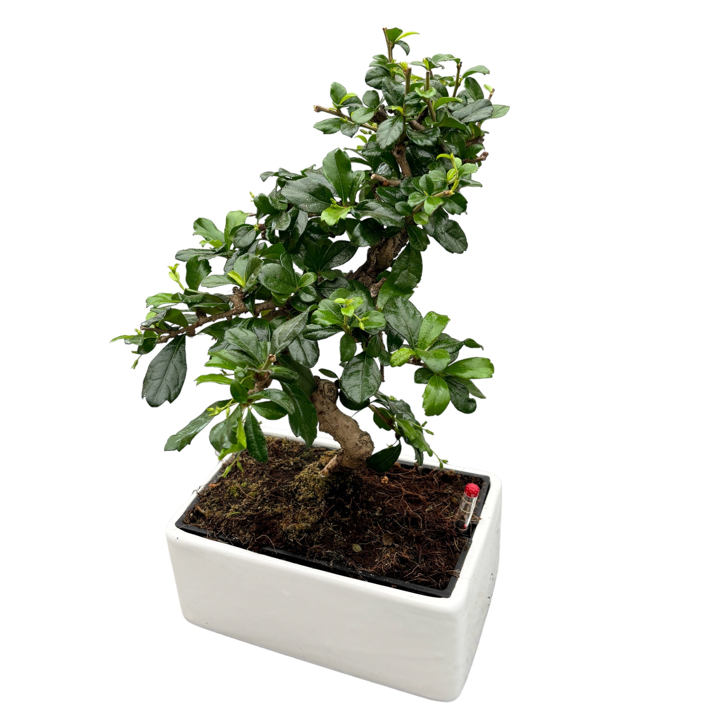 Bonsai Carmona (watersystem)