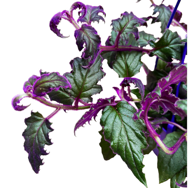 Gynura aurantiaca 'Purple Passion' (velvet leaf plant) - 5pp