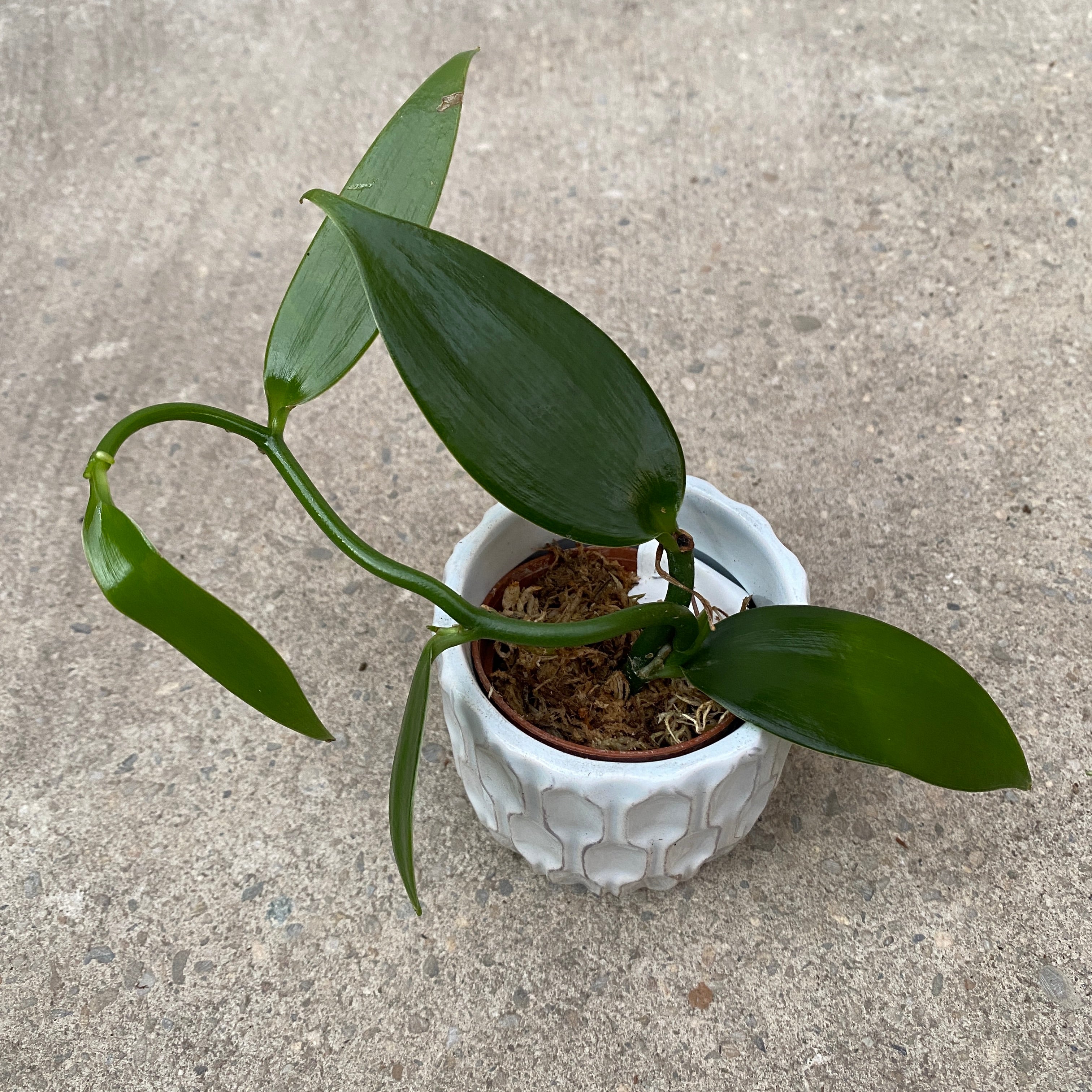 Vanilla Planifolia - Orhideea de vanilie