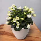 Saintpaulia „Biały Trąbka” - specjalne fiołki