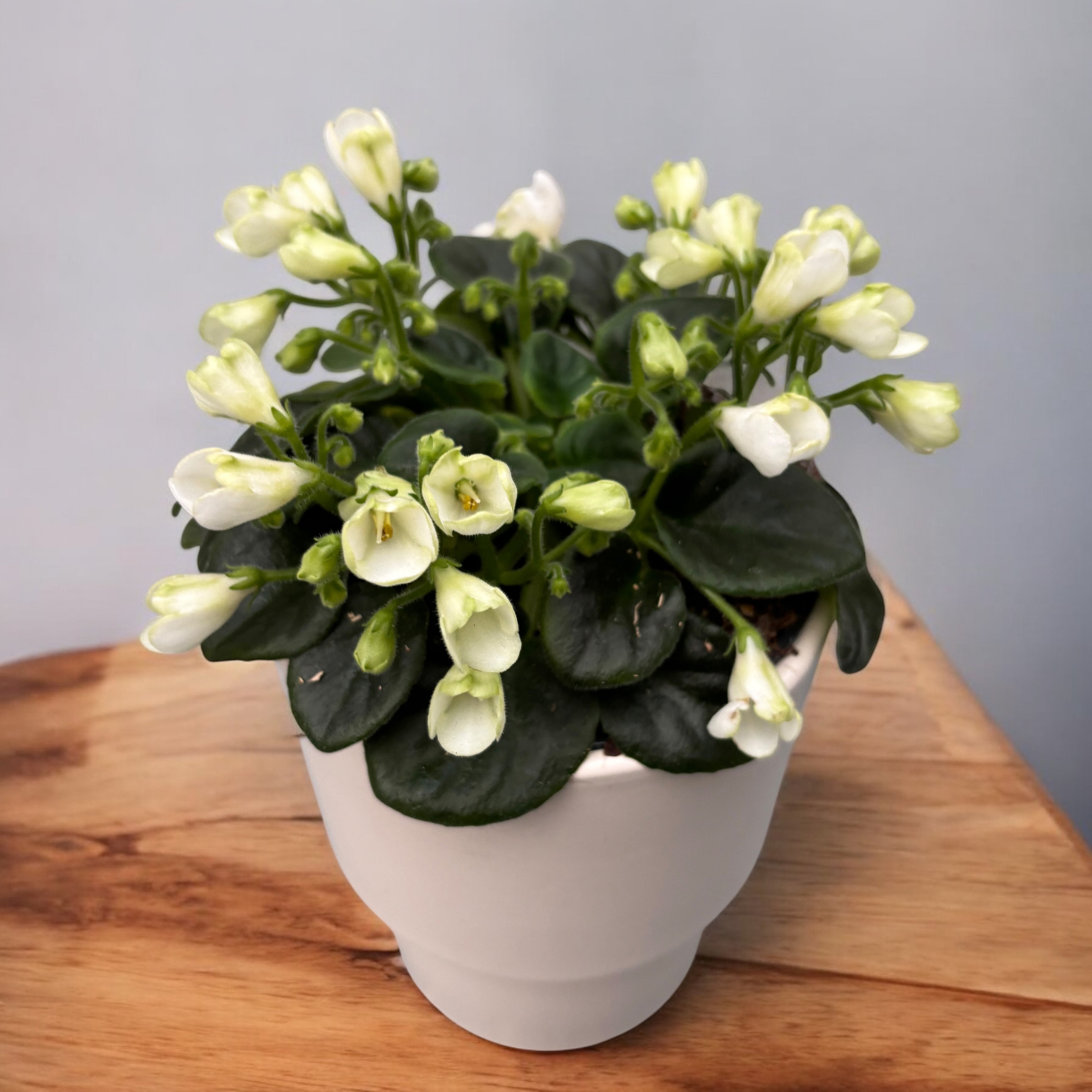 Saintpaulia ‘White Trumpet’ - violete speciale