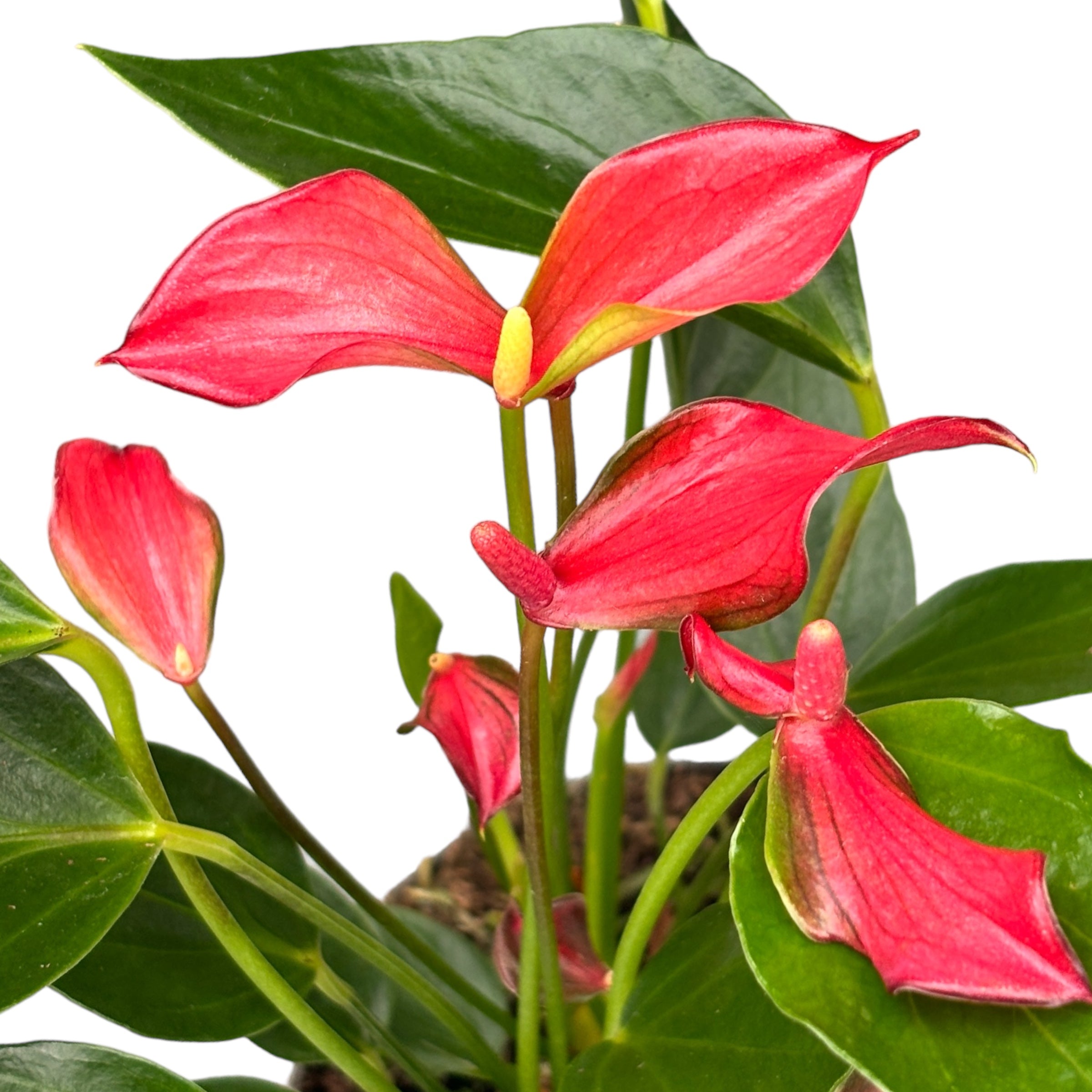 Anthurium Trillions Red – eleganta tropicala cu flori rosu intens
