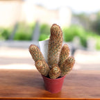 Mammillaria elongata žlutá (Kaktus prstíček)