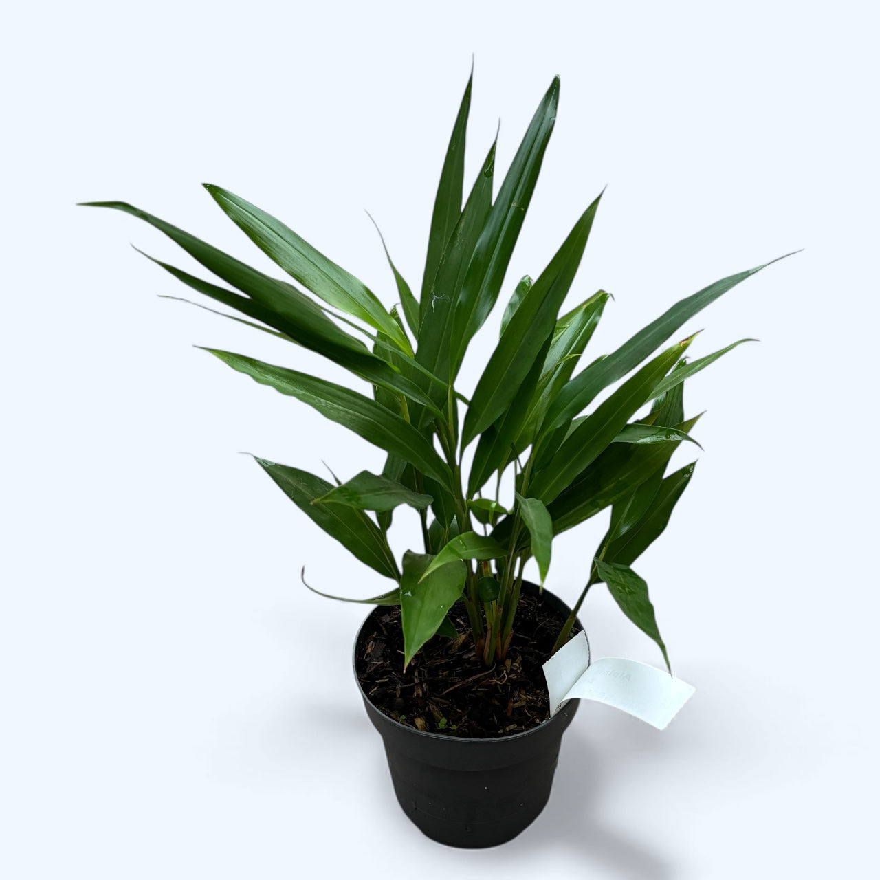 Alpinia galanga (Ghimbir Thailandez, Galangal)